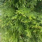 Tuja západná (Thuja occidentalis) ´SMARAGD´ – výška 130–140 cm, kopaná